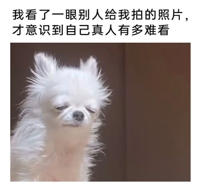 这是一张图文结合的趣味表情包，上方配有文字“我看了一眼别人给我拍的照片，才意识到自己真人有多难看”，下方是一只白色毛发凌乱炸毛的小狗，它双眼微眯，表情看起来无奈又沮丧，一脸生无可恋，完美呼应了文字里看到自己丑照后崩溃、扎心的情绪，精准戳中很多人看到别人镜头里的自己时的尴尬和无奈的心情，很容易引发共鸣。
