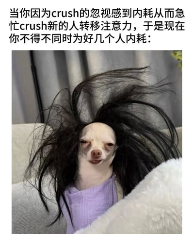 图片上方配有文字描述情感内耗场景：因crush忽视而内耗，为转移注意力又crush新人，最终导致同时为多个人内耗。下方是一只毛发凌乱炸开的吉娃娃，它穿着紫色衣服，眼神疲惫无奈，形象地比喻了因多线情感内耗而陷入混乱状态的内心。