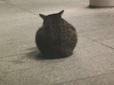 这是一张在昏暗户外拍摄的照片，画面主体是一只狸花猫，它背对着镜头将身体紧紧蜷缩成一团，蹲在水泥地砖铺成的地面上，只露出两只尖尖的耳朵，看不到面部，整体姿态显得安静又带着些许孤单感，场景看起来像是夜晚的室外区域。