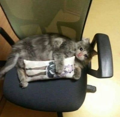 一只灰色长毛猫四仰八叉地躺在办公椅上，前爪紧紧抱着一个印有动漫少女图案的长方形抱枕，眼神无辜地看向镜头。猫咪的姿势显得十分放松惬意，与办公椅的正式感形成有趣对比。