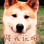 柴犬求陪玩动态表情包