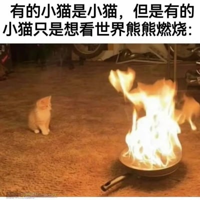这是一张充满反差感的搞笑网络梗图，上方配有文字“有的小猫是小猫，但是有的小猫只是想看世界熊熊燃烧：”，画面呈现了室内地毯场景，左侧是一只乖乖坐着、神态平静的浅色小猫，正看向右侧；右侧的平底锅里燃起熊熊大火，还有一只小猫的身影在火焰边缘，仿佛这场火情就是它引发的。图片通过猫咪的状态反差，拟人化地调侃了一种“事不关己、甚至盼着局势混乱，看热闹不嫌事大”的心态，用可爱的猫咪形象放大了这种反差带来的幽默感。