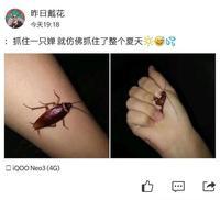 这是一张来自微博的原创梗图，采用左右分栏的对比呈现：左侧是一只完整的蟑螂趴在浅色平面上，右侧是一只手摆出捏握姿势，通过视觉错位效果，看起来像是捏住了蟑螂的腿部。博主配文“抓住一只蟑螂就仿佛抓住了整个夏天😅🤣”，调侃夏季蟑螂泛滥的生活日常，用搞笑的视觉错位引发网友对夏季蟑螂问题的共鸣，整体风格轻松诙谐，无额外双关、谐音梗设计。