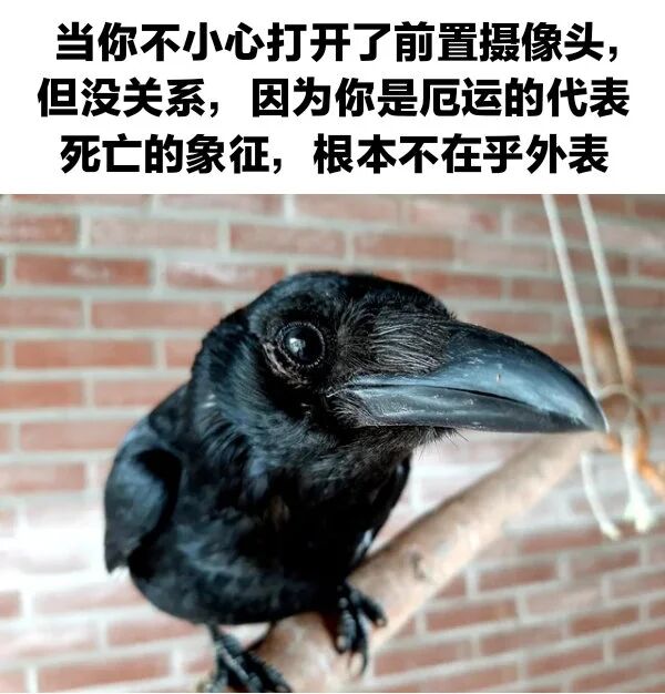 乌鸦