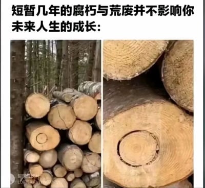 这是一张采用左右对比构图的励志类图文梗图，顶部配文为“短暂几年的腐朽与荒废并不影响你未来人生的成长:”，左侧为树林场景中堆放的一堆砍伐后的原木实拍图，其中一根原木的截面可清晰看到内部嵌套了一圈独立的完整年轮；右侧是该特殊原木截面的放大特写，能直观看到外层木材和内部独立生长、年轮纹路完整的木芯，以此比喻人即便经历过一段时间的停滞、荒废，只要后续调整状态，内核依旧可以继续成长，过往的短暂低迷不会完全限制未来的人生发展。