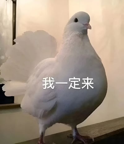图片中是一只羽毛蓬松雪白的鸽子，正站立在木质台面上，背景为浅色墙面。鸽子体型圆润，头部微侧，眼神平静，尾羽展开如扇形。图片中央覆盖着白色文字“我一定来”。鸽子作为传统的信使象征，与文字内容形成呼应，带有幽默地表达“一定会赴约/到来”的意味，常被用于轻松承诺的语境中。