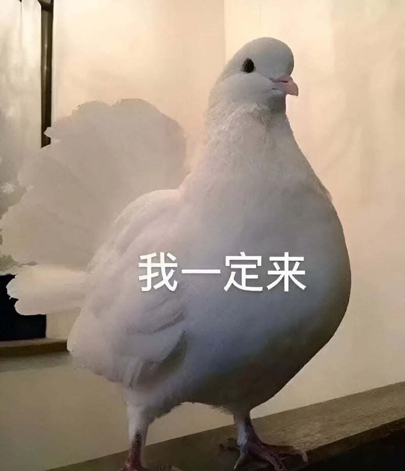 鸽子