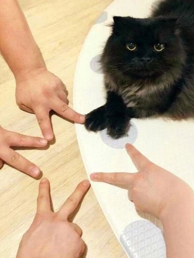 图片中一只毛茸茸的黑猫趴在带有灰色圆点的白色垫子上，圆睁着黄色的眼睛，表情淡定中带着一丝好奇。黑猫周围有四只手（可能来自不同的人），每只手都伸出食指和中指比出“V”字手势（和平手势），其中一只手的指尖轻轻触碰着黑猫的黑色爪子。背景是浅色木质地板，整体画面温馨又有趣，展现了人与宠物互动的可爱瞬间。
