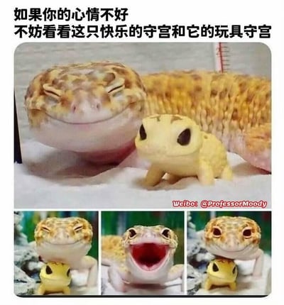 这张图片展示了一只表情看起来非常快乐的守宫(壁虎)和它的玩具守宫。主图中,真实守宫闭着眼睛,嘴角上扬,呈现出类似微笑的表情,旁边是一个黄色的玩具守宫。下方有三张小图,分别展示了守宫不同的表情:微笑、张嘴和另一个微笑表情。图片顶部配有文字:"如果你的心情不好 不妨看看这只快乐的守宫和它的玩具守宫",旨在通过可爱的动物形象改善观者的心情。