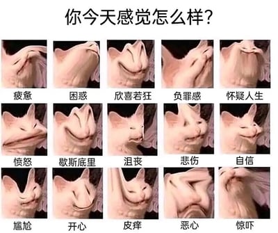 这是一张采用多图拼接形式制作的情绪对照表表情包，顶部配有提问文字“你今天感觉怎么样？”，下方整齐排列了15张经过创意P图的猫咪图片，每张图片下方都标注了对应的情绪状态文字。创作者通过夸张地扭曲猫咪的面部形态，将疲惫、困惑、欣喜若狂、负罪感、怀疑人生、愤怒、歇斯底里、沮丧、悲伤、自信、尴尬、开心、皮痒、恶心、惊吓这15种不同的情绪以极具喜感的视觉效果呈现出来，生动形象地还原了每种情绪的神态特点，这类表情包常被用于社交平台的聊天场景中，帮助用户直观、有趣地表达自身的情绪状态。