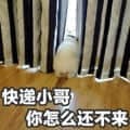 图片呈现了人们等待快递时的常见焦急场景，通过文字“快递小哥 你怎么还不来”直接传达出收件人对快递迟迟未送达的急切与期盼心情，画面简洁却精准捕捉了日常生活中的等待焦虑。