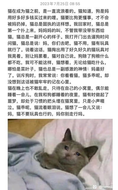 这是一篇图文混排的催泪内容，上方以第一人称视角搭配拟人化的写法，讲述了一只曾是流浪猫的小猫，被收养后因为知道自己和花钱买来的小狗不同，便格外懂事讨好主人：主人回家时热情迎接，拒绝一起遛狗以免麻烦主人，无论吃什么都心怀感激，牢记主人夸赞自己乖的话，夜里做噩梦也只小声啜泣，害怕被主人抛弃；下方搭配一张灰色小猫趴在被子里、眼含泪水的照片，照片中的小猫神情委屈可怜，与上方的故事内容完美呼应，将小猫敏感、懂事又缺乏安全感的状态展现得淋漓尽致，极易引发读者的共情与心疼。