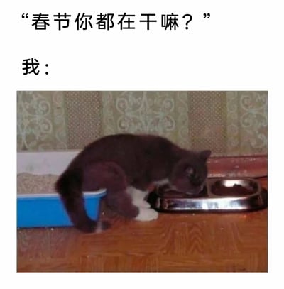 这是一张充满趣味的春节主题梗图，上方以文字提问“春节你都在干嘛？”，随后用“我：”引出下方的宠物图片。图片中的猫咪因特殊的身体位置，视觉上呈现出同时将屁股放在蓝色猫砂盆中、头部在不锈钢食盆里进食的状态，仿佛在同步进行排泄与进食。这一画面被用来调侃很多人春节期间宅家的慵懒日常：生活循环单调，除了吃饭就是休息排泄，用夸张又真实的宠物画面引发大众共鸣，充满搞笑与治愈感。