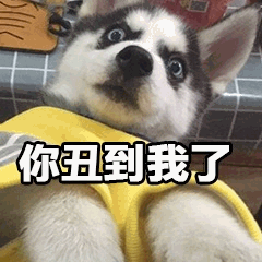 哈士奇幼犬嫌弃脸：你丑到我了