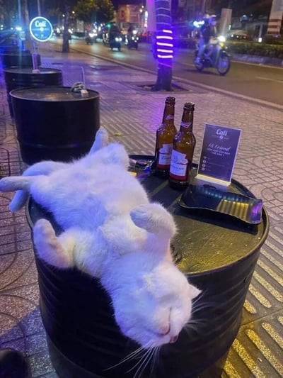 夜晚的街道旁，一家名为"Cali"的露天酒吧外，一只雪白的猫咪正以极其放松的姿势四脚朝天躺在黑色酒桶上。猫咪表情惬意，仿佛是这家酒吧的VIP顾客。酒桶上还放着两瓶啤酒、一个烟灰缸和一张印有"Cali"字样的酒吧宣传卡。背景中可以看到街道上行驶的摩托车和汽车，以及被紫色灯光照亮的街景，营造出一种悠闲的夜生活氛围。