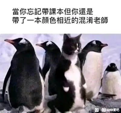 这是一张经过P图改编的静态趣味梗图，画面背景是雪地环境，一群黑白相间的企鹅整齐站立，其中混入了一只毛色黑白分布与企鹅高度相似的黑猫，黑猫神态平静，和企鹅姿态一致，仿佛真正融入了群体。图上方配有文字“当你忘记带课本但你还是带了一本颜色相近的混淆老师”，将黑猫混在企鹅群里难以分辨的视觉效果，类比学生忘记带课本时，拿一本颜色相近的其他本子试图蒙混老师的行为，用幽默的方式调侃学生时代的这类小机灵举动，画面和文案结合巧妙，充满趣味性。