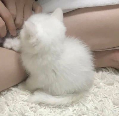 图片中一只毛茸茸的小白猫正坐在人的腿上，被温柔地抚摸着。小猫抬起头，一只前爪微微抬起，似乎在与抚摸它的手指互动，展现出可爱又好奇的模样。背景中可以看到人的腿部和手部，以及柔软的白色毛绒表面，整体画面传递出温馨治愈的氛围。