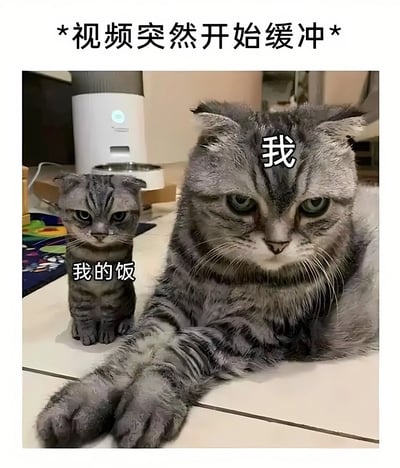 图片展示了两只表情严肃的灰色虎斑猫，大猫躺在前面，小猫坐在后面。图片上方有文字'*视频突然开始缓冲*'，大猫头上标注'我'，小猫身上标注'我的饭'。这张梗图通过拟人化的方式，幽默地表达了当视频突然缓冲时，人对内容的渴望就像猫守护食物一样专注和急切。