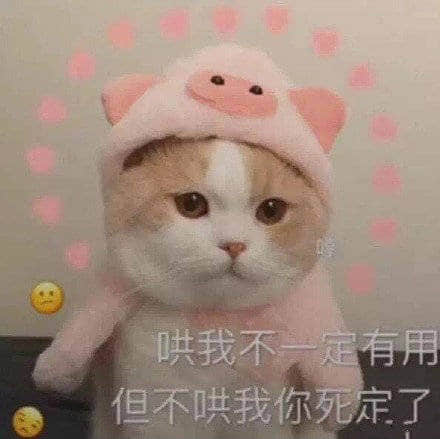 戴猪帽的猫咪：哄我不一定有用，但不哄我你死定了