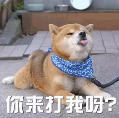 挑衅的柴犬：你来打我呀？