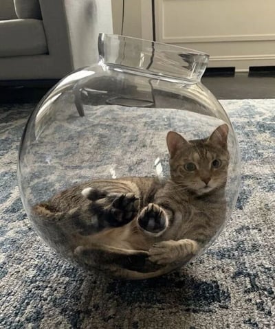 一只虎斑猫蜷缩在一个透明的球形玻璃花瓶里，它的身体完全容纳在花瓶中，前爪伸出，眼睛直视前方，表情平静自然。花瓶放置在一块蓝灰色的地毯上，背景中可以看到部分沙发和白色的门。整个画面展现了猫咪奇特的休息姿势和可爱的反差萌。
