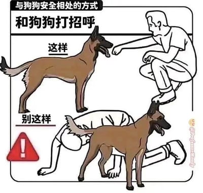 这是一张关于如何安全与狗打招呼的科普漫画表情包，直观对比了正确与错误的动作。图片上部展示了正确的做法：人蹲下与狗保持一定距离，伸出拳头让狗嗅闻；下部则画出错误动作：人弯腰低头，将手和脸靠近狗身体下方，容易引发危险。配有“这样”和“别这样”等直白标识。整体风格幽默实用，带有一定科普性质。没有谐音梗或暗示。