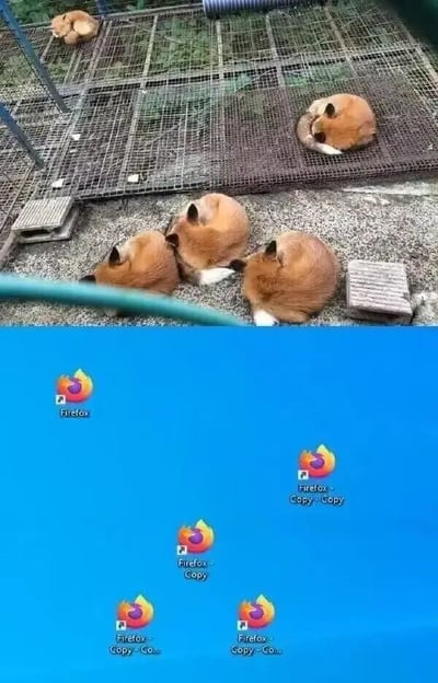 这是一张上下拼接的对比梗图，上半部分是实拍场景，五只狐狸分别以不同的分组蜷缩在网格和地面上，姿态紧凑；下半部分是电脑桌面的截图，展示了Firefox（火狐）浏览器图标被多次复制后的状态，从原始图标到一次复制、多次复制的图标，其数量和分组方式与上半部分的狐狸完全对应。创作者利用Firefox浏览器的标志为火狐这一关联，将复制文件的行为趣味类比成“复制狐狸”，形成了生动搞笑的视觉效果，把现实动物和电脑操作场景巧妙结合，制造出荒诞又有趣的梗点。