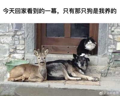 图片展示了一个石屋门口的场景，台阶上躺着一只鹿和一只狗，门后还坐着一只黑白相间的猫。图片上方配有文字“今天回家看到的一幕，只有那只狗是我养的”，通过幽默的方式暗示鹿和猫是不请自来的“意外访客”，营造出一种荒诞又搞笑的氛围。