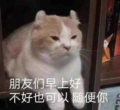 图片是一张带有文字的搞笑猫咪梗图，配文为“朋友们早上好 不好也可以 随便你”，以一种无所谓、佛系的态度给大家打招呼，表达了随遇而安、不强求的心态。整体风格轻松幽默，非常适合朋友间早晨互相调侃的时候使用。文字有种摆烂、无所谓的网络流行语气息，体现了年轻人在社交和生活上的佛系态度。没有明显的双关语或谐音梗。

日常表情包，有轻微的“摆烂”意味，属于常见的网上早安图变体。