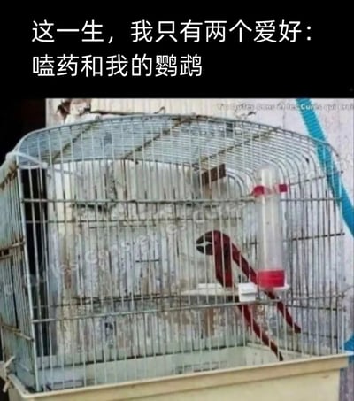 图片分为文字和照片两部分，上方写着“这一生，我只有两个爱好：嗑药和我的鹦鹉”，下方是一个鸟笼，笼子里没有鹦鹉，而是饮水器吸管的影子投在笼内铁丝上，恰好像一只鹦鹉。错位制造出幽默感——所谓“鹦鹉”其实并不存在，这也是整图的包袱。