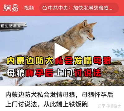 这是一张网易视频的猎奇类动物故事视频封面，画面主体是一只站在积雪岩石上的狼，中央设有视频播放按钮。封面采用拟人化的趣味配文，讲述了充满戏剧性的动物故事：内蒙古的边防犬与发情母狼私会，母狼怀孕后被拟人化为“上门讨说法”，后续甚至“端上铁饭碗”，将动物行为赋予人类社会的情节逻辑，制造出荒诞搞笑的效果，以此吸引观众点击观看视频。