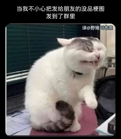 这张梗图描述了一个人不小心把本来应该私发给好朋友的没品梗图发到了群里时的崩溃和尴尬心情。配图是一只表情扭曲的猫猫，展示出极度后悔和羞愧的样子，非常贴合“社死”“社交尴尬”等网络语境，容易引发网友共鸣和笑点。

图片主打社交失误的尴尬，猫猫的表情戏剧化夸张，传达内心慌张、懊恼。无明显双关或谐音梗，更偏重表情包式的情绪冲击。