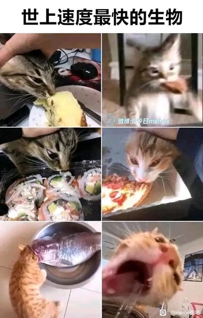 这是一张由六张猫咪相关画面拼接而成的搞笑梗图，标题为“世上速度最快的生物”，用夸张的方式调侃贪吃的猫咪是“速度最快的生物”：第一格是猫咪被按着头部仍执着啃食蛋糕；第二格是猫咪因啃食速度过快导致画面模糊；第三格是猫咪埋头专注啃食寿司；第四格是猫咪正啃食披萨；第五格是小猫咪努力试图叼走盆里的整条大鱼；第六格是猫咪嘴被叉子卡住，大张着嘴露出滑稽又窘迫的表情，前后画面形成反差，用猫咪贪吃的模样制造出强烈的搞笑效果。