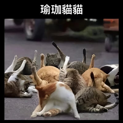 图片上方有白色文字标题“瑜伽猫猫”，下方是一群猫咪在路面上以各种姿势躺卧，有的四脚朝天、有的蜷缩身体、有的伸展四肢，姿态酷似人类做瑜伽的动作，画面充满趣味性和萌感。