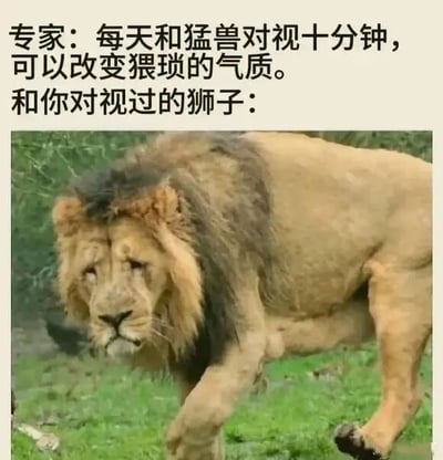 图片上方配有虚构的专家建议文字：'专家：每天和猛兽对视十分钟，可以改变猥琐的气质。和你对视过的狮子：'，下方是一张雄狮的实拍照片。照片中的狮子鬃毛浓密，但眼神涣散、姿态蔫巴，仿佛因对视者的'猥琐气质'而受到负面影响，呈现出与猛兽威严形象截然相反的颓废状态，通过这种强烈反差制造幽默讽刺效果，调侃无厘头的伪科学建议。