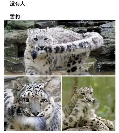 这是一张多图拼接的搞笑梗图，采用“没有人：”与“雪豹：”的对比句式，展示雪豹在无人时的可爱行为。上方文字“没有人：”暗示无人场景，下方“雪豹：”对应三张雪豹照片：第一张雪豹正咬着自己蓬松的尾巴，眼神专注；第二张是雪豹的面部特写，表情平静；第三张雪豹趴卧在岩石上，姿态放松，整体营造出雪豹“自娱自乐”的萌趣反差感。