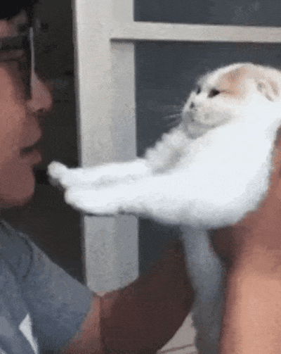 一个人试图亲吻怀里的白猫，猫咪先是表情平静，随后用前爪推开人的脸，展现出既无奈又抗拒的可爱反应。整个过程充满了生活气息和趣味性，体现了宠物与主人之间的温馨互动。