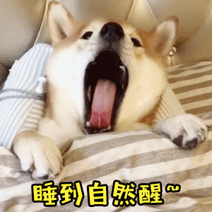 柴犬睡到自然醒的快乐瞬间