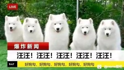 这是一张模仿新闻直播画面的搞笑创意梗图，画面主体是五只毛色雪白的萨摩耶犬，它们整齐地端坐在一起，背景是绿色的植物。左上角带有红色的“LIVE”直播标识，下方是红色的“爆炸新闻”标题栏，紧接着是五句重复的“汪汪！”文字，模拟新闻播报的台词，最下方的黄色栏里是五句重复的“好狗勾”，类似直播中的观众评论或应援内容。图片将可爱的萨摩耶与严肃的新闻直播场景结合，用狗狗的叫声替代新闻内容，搭配重复的夸赞文字，通过场景反差制造出滑稽有趣的效果，尽显反差萌，让人忍俊不禁。