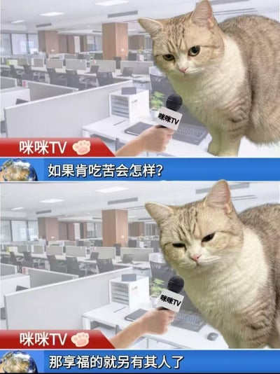 这是一张上下两格的合成梗图，模拟电视台采访场景，背景是空旷的办公室，带有“咪咪TV”标识的话筒对着一只真实猫咪。上半部分提出问题“如果肯吃苦会怎样？”，猫咪表情严肃认真；下半部分猫咪摆出无奈疲惫的神情，给出扎心回答“那享福的就另有其人了”，用猫咪的吐槽精准讽刺职场中辛苦付出却得不到回报，他人坐享其成的现象，戳中打工人的无奈自嘲心态。