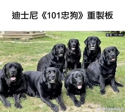 这是一张搞笑二次创作梗图，上方配有繁体文字“迪士尼《101忠狗》重製板”，图中展示了8只毛色纯黑的拉布拉多犬，它们或趴或坐在户外草地上，神态放松愉悦，部分狗狗张嘴吐舌，看起来十分活泼。
该梗的笑点在于反向玩迪士尼《101忠狗》的IP梗：原作以101只斑点狗为核心，这张图则用全黑的拉布拉多犬调侃“重制版”，通过强烈的形象反差制造搞笑效果。
