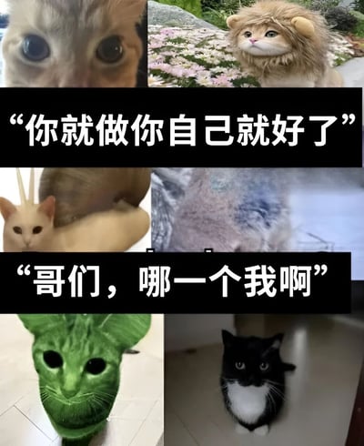 图片为3行2列的多图拼接结构，展示了6只造型各异的猫咪。第一行左侧是猫咪的超大特写眼睛，右侧是戴着狮子鬃毛头套的猫咪；第二行左侧是头顶被P上鹿角的猫咪，右侧是毛发模糊的猫咪；第三行左侧是绿色面具造型的猫咪，右侧是黑白色猫咪卡在角落。图片中间有两行醒目文字，上方为“你就做你自己就好了”，下方为“哥们，哪一个我啊”，通过猫咪的多种造型与文字形成幽默对比，表达了当面临多种外在形象时对“真实自我”的困惑。