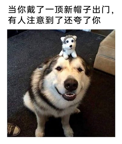 这是一张趣味宠物梗图，图上方配有文字“当你戴了一顶新帽子出门，有人注意到了还夸了你”，画面主体是一只端坐着的哈士奇，它的头顶被放置了一个迷你哈士奇玩偶，仿佛是戴了一顶“新帽子”。这只哈士奇嘴角上扬，露出牙齿，表情看起来十分开心得意，生动地还原了人们在精心打扮后得到他人夸赞时那种满足、喜悦的小心情，用宠物的可爱模样放大了日常中的小确幸，风格搞笑治愈，容易引发网友共鸣。