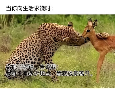 图片上方配有文字“当你向生活求饶时：”，下方是一张野生动物照片：一只豹子正按住一只鹿，豹子的头部靠近鹿的面部，似乎在与其对话。图片底部叠加文字“给你三秒钟，告诉我：我身上有多少斑点，我就放你离开。”。整体通过豹子提出不可能完成的“数斑点”要求，幽默比喻生活中人们面对困境时，即使求饶也会遇到的无理难题，营造出一种无奈又搞笑的氛围。