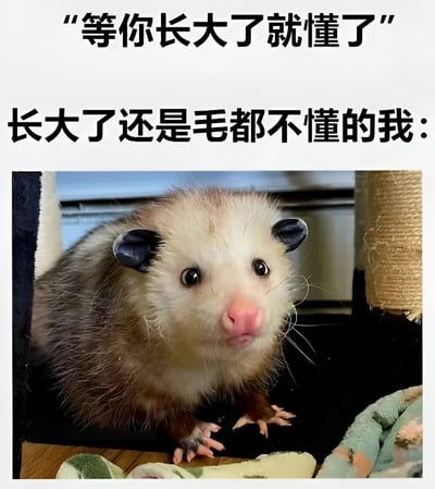 这张梗图上方配有文字"等你长大了就懂了"，下方接着是"长大了还是毛都不懂的我:"，然后是一张表情呆萌的负鼠图片。图片通过幽默的方式表达了很多人长大后依然对世界有很多不理解的感受，形成了一种反差萌的喜剧效果。