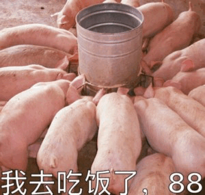 一群猪围着食桶配文'我去吃饭了，88'