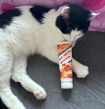 一只黑白相间的猫咪正趴在灰色布面上，前爪自然伸展，头部微微低下，好奇地嗅闻着身旁一支印有“Wot Stars Since 1992 Sauce - Beijing Flavor”字样的酱料管。猫咪表情放松，耳朵竖起，背景可见粉色的毛绒毯子，整体画面呈现出温馨可爱的宠物日常场景。