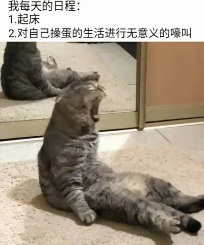 图片上方是文字“我每天的日程：1.起床 2.对自己操蛋的生活进行无意义的嚎叫”，下方是一只灰色猫咪仰卧在地，嘴巴大张，仿佛正在嚎叫的照片。文字与猫咪的动作形成呼应，用幽默的方式表达了对生活的无奈吐槽，猫咪的嚎叫姿态生动诠释了“无意义的嚎叫”这一日程内容。