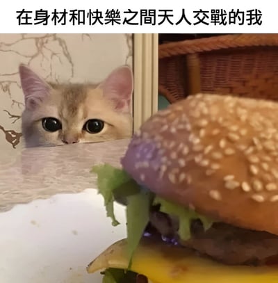 图片上方配有文字“在身材和快乐之间天人交戰的我”，下方左侧是一只浅色橘猫从桌后探出头，睁着圆溜溜的大眼睛，眼神中充满渴望地望向右侧的汉堡；右侧是一个特写的汉堡，面包上有芝麻，夹着生菜、芝士等食材。整体画面通过猫咪对汉堡的渴望眼神，生动展现了人们在保持身材与享受美食快乐之间的内心纠结状态。