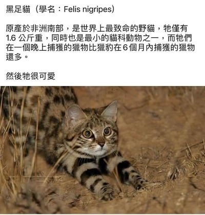 这是一张介绍黑足猫的反差萌科普图，揭示其虽然体型娇小却是世界上猎杀能力最强的野生猫科动物之一。最后一句“然后牠很可爱”形成强烈反差，令人忍俊不禁，兼具知识性和网络趣味。